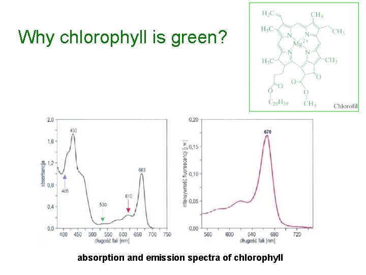 Why chlorophyll is green? absorption and emission spectra of chlorophyll 