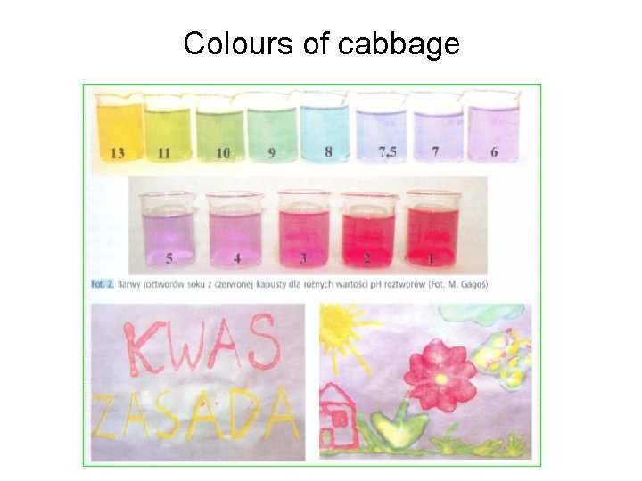 Colours of cabbage 