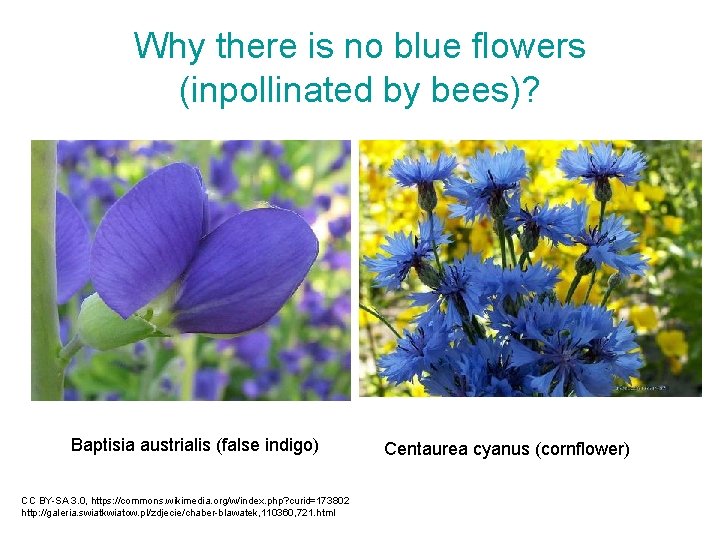 Why there is no blue flowers (inpollinated by bees)? Baptisia austrialis (false indigo) CC