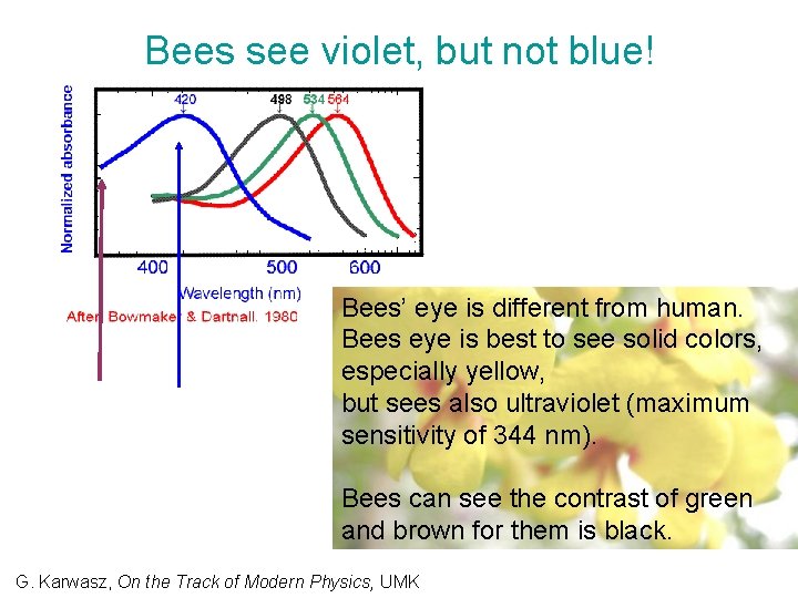 Bees see violet, but not blue! Bees’ eye is different from human. Bees eye