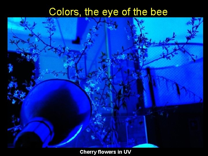 Colors, the eye of the bee Cherry flowers in UV 