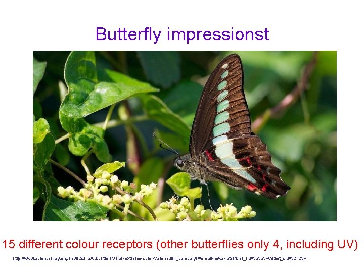 Butterfly impressionst 15 different colour receptors (other butterflies only 4, including UV) http: //www.