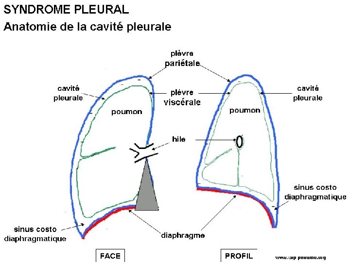 Anatomie de la cavité pleurale 