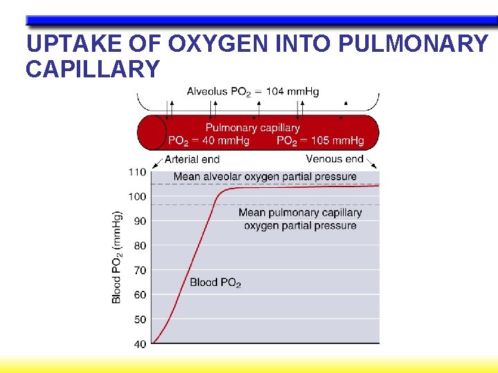 UPTAKE OF OXYGEN INTO PULMONARY CAPILLARY 