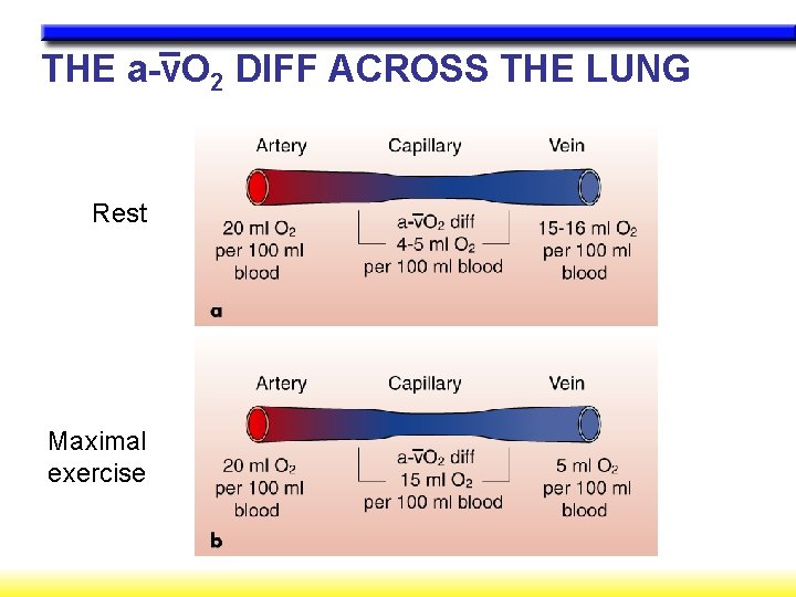 – THE a-v. O 2 DIFF ACROSS THE LUNG Rest – Maximal exercise –