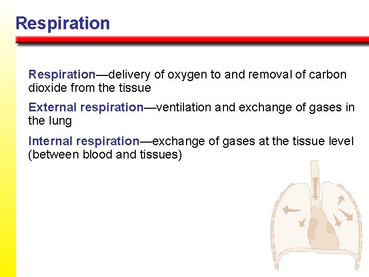 Respiration—delivery of oxygen to and removal of carbon dioxide from the tissue External respiration—ventilation