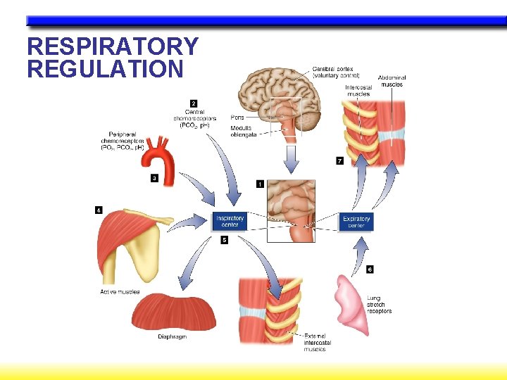 RESPIRATORY REGULATION 