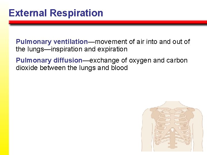 External Respiration Pulmonary ventilation—movement of air into and out of the lungs—inspiration and expiration