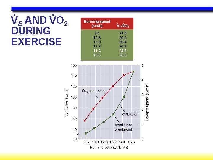 . . VE AND VO 2 DURING EXERCISE 