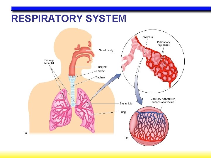 RESPIRATORY SYSTEM 