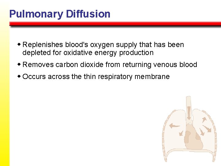 Pulmonary Diffusion w Replenishes blood's oxygen supply that has been depleted for oxidative energy