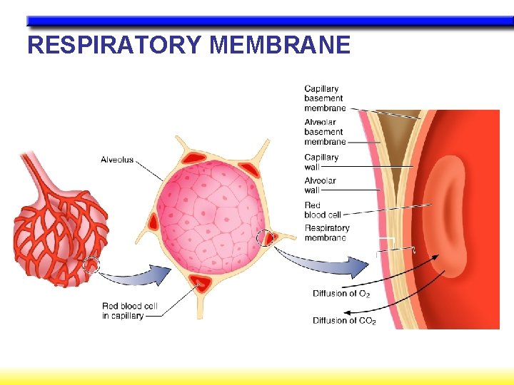 RESPIRATORY MEMBRANE 