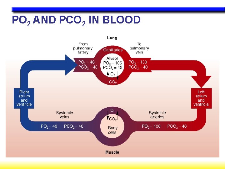 PO 2 AND PCO 2 IN BLOOD 