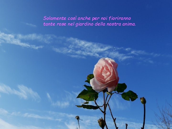 Solamente così anche per noi fioriranno tante rose nel giardino della nostra anima. 