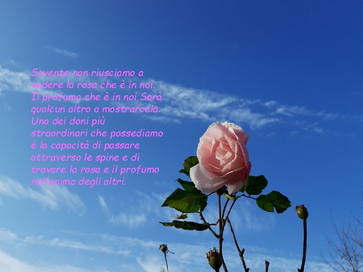 Sovente non riusciamo a vedere la rosa che è in noi. Il profumo che