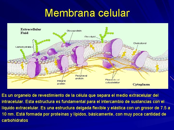 Membrana celular Es un organelo de revestimiento de la célula que separa el medio Membrana celular Es un organelo de revestimiento de la célula que separa el medio