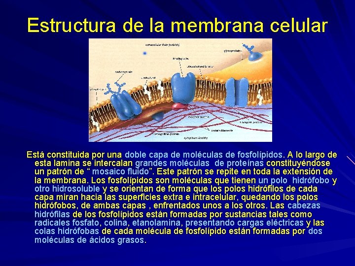 Estructura de la membrana celular Está constituida por una doble capa de moléculas de