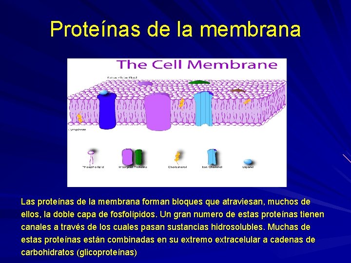 Proteínas de la membrana Las proteínas de la membrana forman bloques que atraviesan, muchos