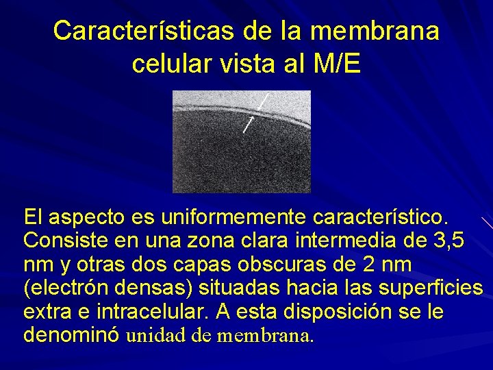 Características de la membrana celular vista al M/E El aspecto es uniformemente característico. Consiste Características de la membrana celular vista al M/E El aspecto es uniformemente característico. Consiste