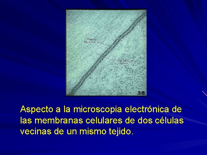 Aspecto a la microscopia electrónica de las membranas celulares de dos células vecinas de