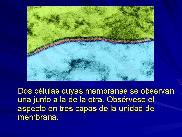 Dos células cuyas membranas se observan una junto a la de la otra. Obsérvese