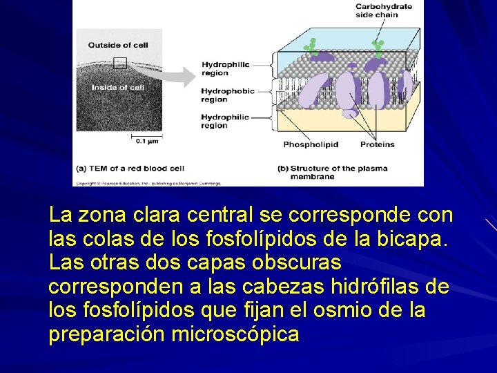 La zona clara central se corresponde con las colas de los fosfolípidos de la La zona clara central se corresponde con las colas de los fosfolípidos de la