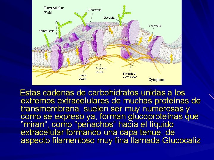 Estas cadenas de carbohidratos unidas a los extremos extracelulares de muchas proteínas de transmembrana,