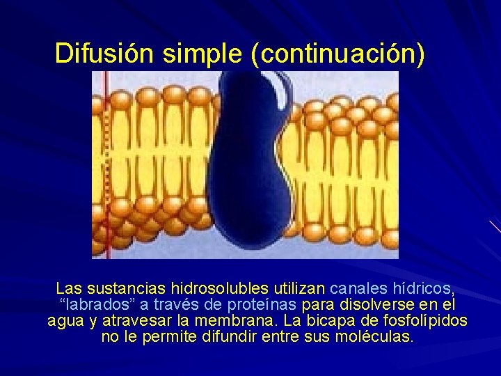 Difusión simple (continuación) Las sustancias hidrosolubles utilizan canales hídricos, “labrados” a través de proteínas