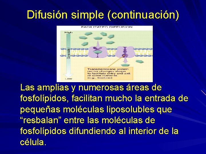 Difusión simple (continuación) Las amplias y numerosas áreas de fosfolípidos, facilitan mucho la entrada