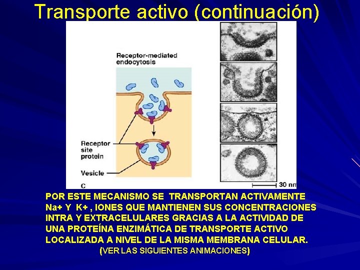 Transporte activo (continuación) POR ESTE MECANISMO SE TRANSPORTAN ACTIVAMENTE Na+ Y K+ , IONES