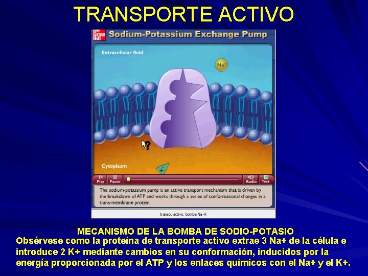 TRANSPORTE ACTIVO MECANISMO DE LA BOMBA DE SODIO-POTASIO Obsérvese como la proteína de transporte