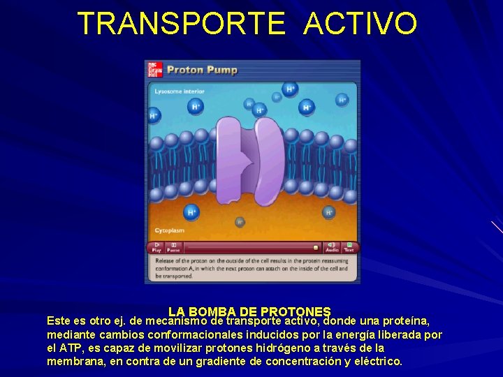 TRANSPORTE ACTIVO LA BOMBA DE PROTONES Este es otro ej. de mecanismo de transporte TRANSPORTE ACTIVO LA BOMBA DE PROTONES Este es otro ej. de mecanismo de transporte