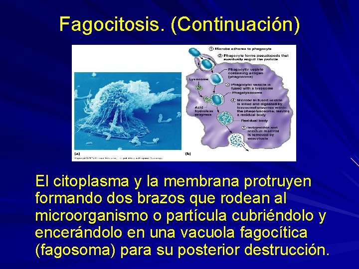 Fagocitosis. (Continuación) El citoplasma y la membrana protruyen formando dos brazos que rodean al