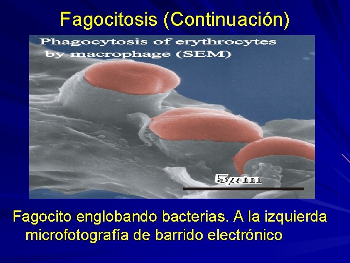 Fagocitosis (Continuación) Fagocito englobando bacterias. A la izquierda microfotografía de barrido electrónico Fagocitosis (Continuación) Fagocito englobando bacterias. A la izquierda microfotografía de barrido electrónico