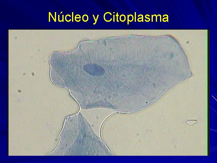 Núcleo y Citoplasma 