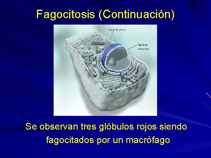 Fagocitosis (Continuación) Se observan tres glóbulos rojos siendo fagocitados por un macrófago Fagocitosis (Continuación) Se observan tres glóbulos rojos siendo fagocitados por un macrófago