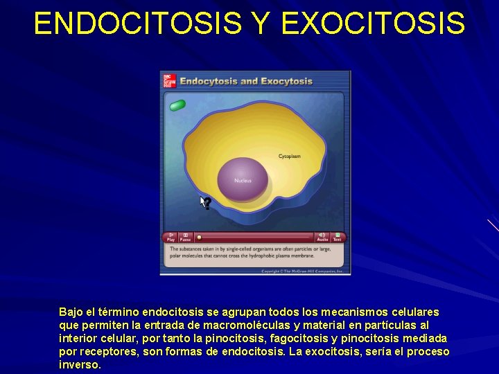 ENDOCITOSIS Y EXOCITOSIS Bajo el término endocitosis se agrupan todos los mecanismos celulares que ENDOCITOSIS Y EXOCITOSIS Bajo el término endocitosis se agrupan todos los mecanismos celulares que