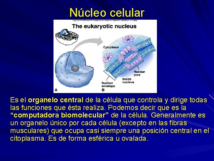 Núcleo celular Es el organelo central de la célula que controla y dirige todas