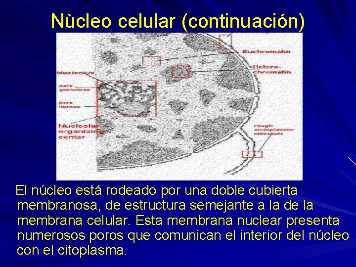Nùcleo celular (continuación) El núcleo está rodeado por una doble cubierta membranosa, de estructura