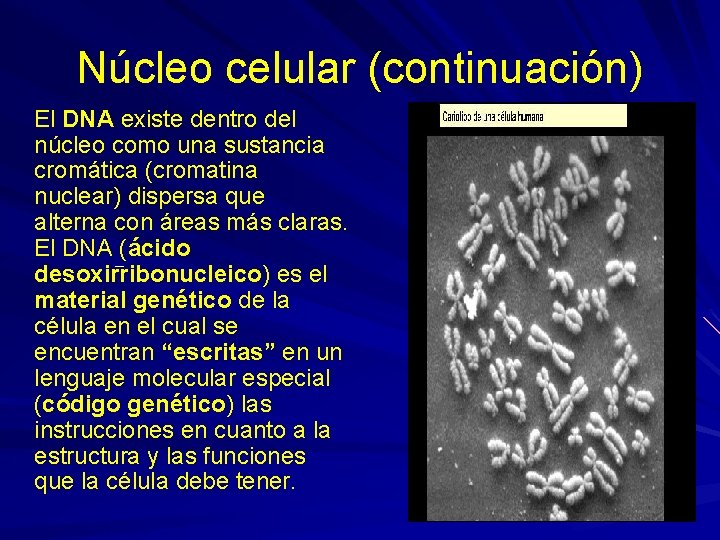 Núcleo celular (continuación) El DNA existe dentro del núcleo como una sustancia cromática (cromatina