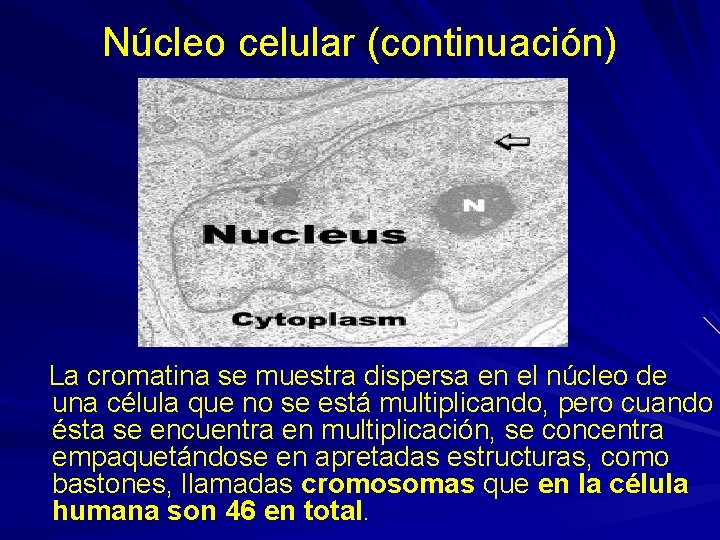 Núcleo celular (continuación) La cromatina se muestra dispersa en el núcleo de una célula Núcleo celular (continuación) La cromatina se muestra dispersa en el núcleo de una célula