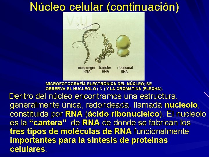 Núcleo celular (continuación) MICROFOTOGRAFÍA ELECTRÓNICA DEL NÚCLEO; SE OBSERVA EL NUCLEOLO ( N )