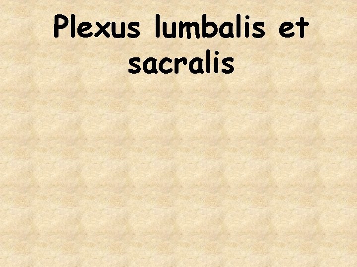 Plexus lumbalis et sacralis 