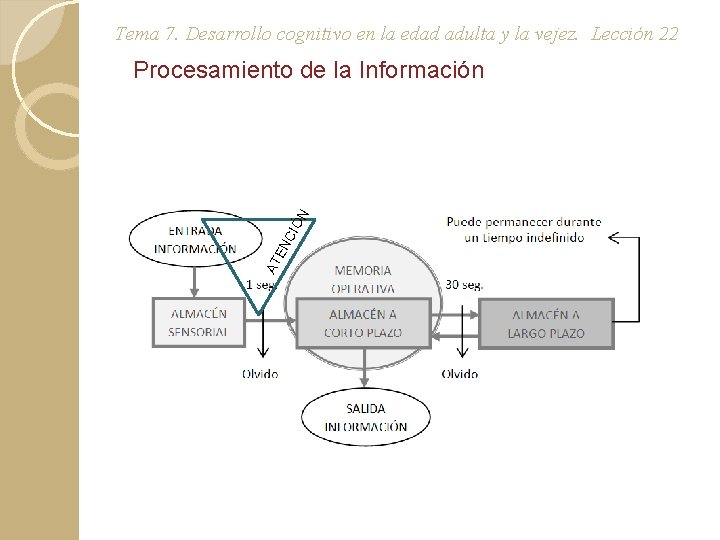 Tema 7. Desarrollo cognitivo en la edad adulta y la vejez. Lección 22 AT