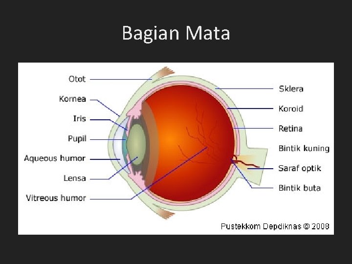 Bagian Mata Bagian Mata