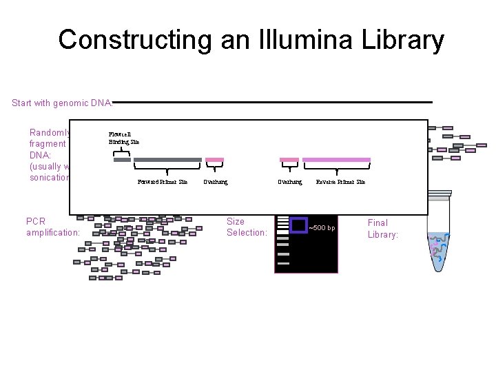 Constructing an Illumina Library Start with genomic DNA: Randomly fragment DNA: (usually with sonication)