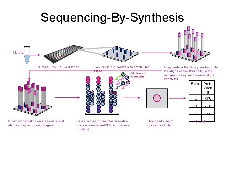 Sequencing-By-Synthesis Library: Illumina Flow Cell w/ 8 lanes G T C A T A