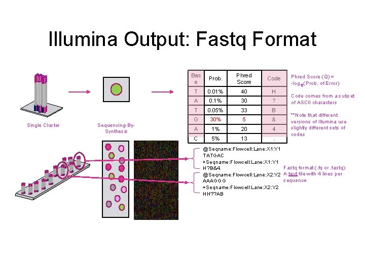 Illumina Output: Fastq Format Single Cluster Sequencing-By. Synthesis Bas e Prob. Phred Score Code