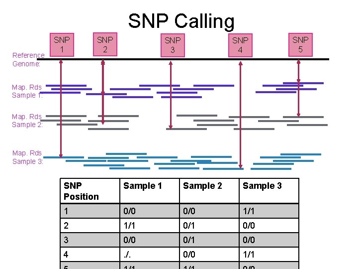 SNP Calling Reference Genome: SNP 1 SNP 2 SNP 3 SNP 4 Map. Rds