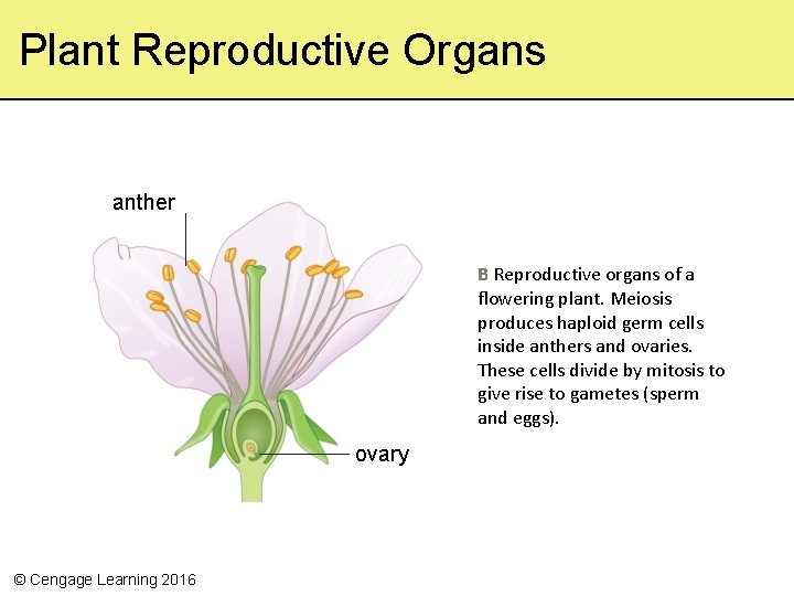 Plant Reproductive Organs anther B Reproductive organs of a flowering plant. Meiosis produces haploid